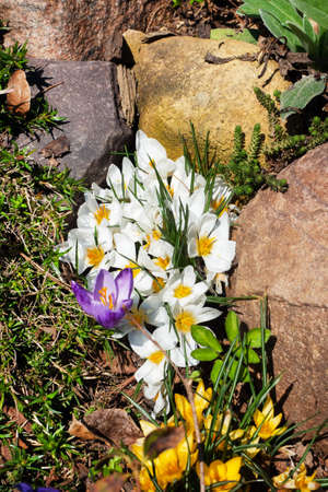 Beautiful first spring flowers crocuses bloom under bright sunlight in the parkの写真素材