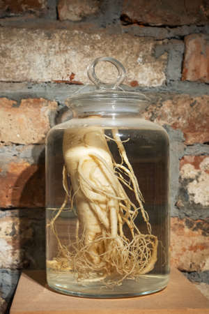 Ginseng root in a glass jar. Medicinal tincture of ginseng root against the background of a brick wall, stored in a dark placeの写真素材