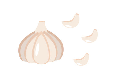 Vector illustration head and cloves of garlic. Vegetable icon for the store, saladのイラスト素材