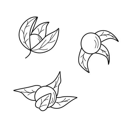 Physalis flowers, berries and leaves of an autumn plant. outline vector illustration on a white backgroundのイラスト素材