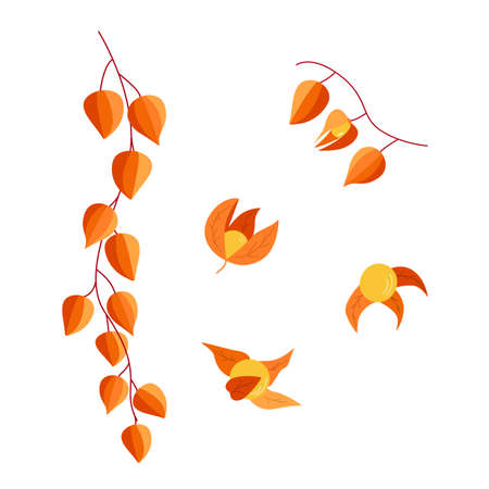 Physalis flowers, berries and leaves of an autumn plant. colors orange vector illustration on a white backgroundのイラスト素材