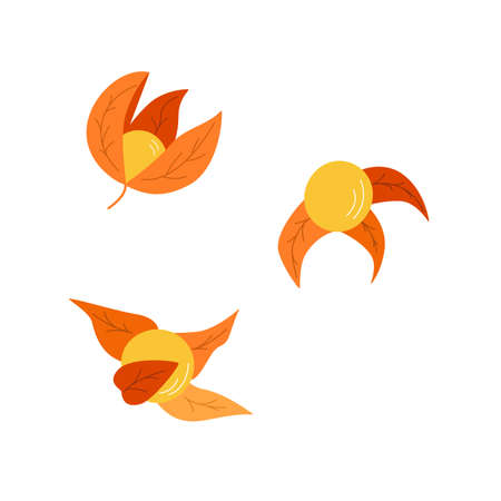 Physalis flowers, berries and leaves of an autumn plant. colors orange vector illustration on a white backgroundのイラスト素材