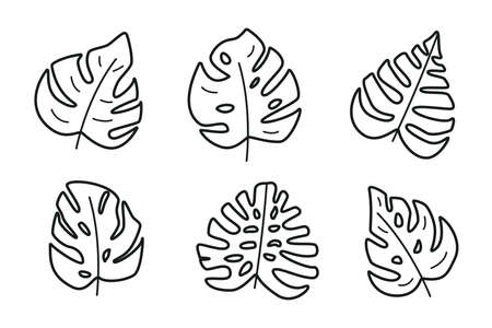 Set of contour Monstera leaves, tropical jungle plant. Vector illustration isolated on whiteのイラスト素材