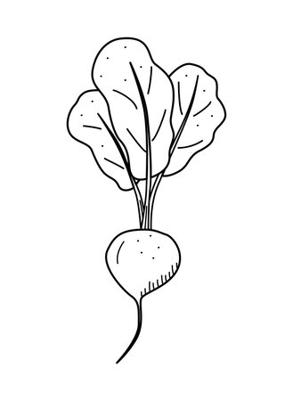 Radish with foliage icon, doodle single, vector vegetable on a white background.のイラスト素材