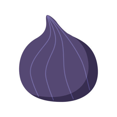Purple figs are whole in the peel. Vector illustration of a tropical fig fruit. Isolated on white.のイラスト素材