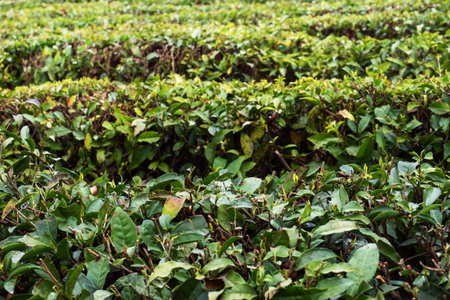 A field with growing green tea, the northernmost tea plantation in the world. Sochi Russia
