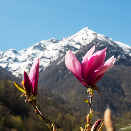 Pink magnolia flowers blooming tree in the wild against the background of snowy mountains. Magnolia stellata, selective focus.の写真素材