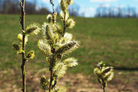 Willow branches bloom in early spring in the park