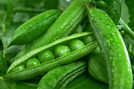 Fresh green peas in the podsの写真素材