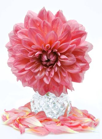 Beautiful pink flower in vase, isolated, studio shotの写真素材