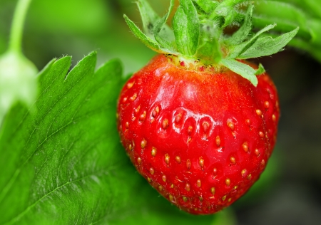 Strawberry plant, outdoor shotの写真素材