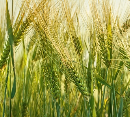 Wheat farming, outdoor shotの写真素材