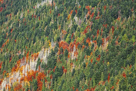 Mountain forest, abstract landscapeの写真素材