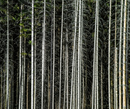 Pine forest, naked tress, abstract landscapeの写真素材