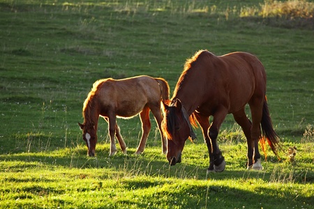 Horses in a field, landscapeの写真素材