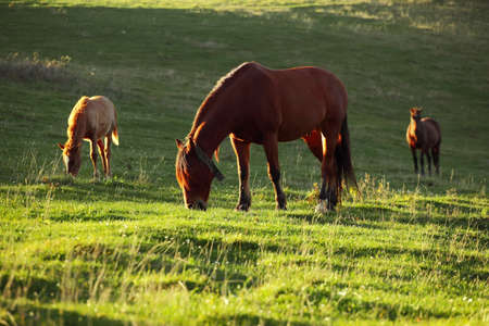 Horses in a field, landscapeの写真素材
