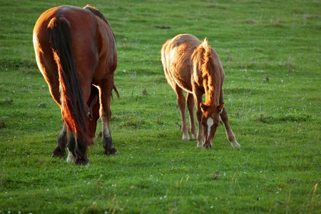 Horses in the field, landscapeの写真素材