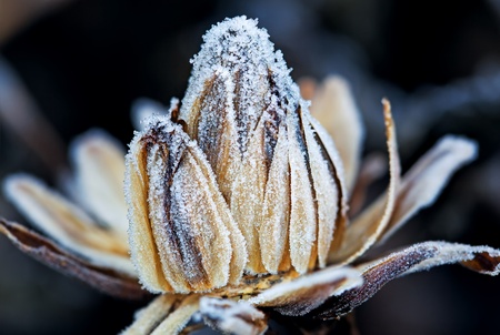 Frozen flower bud, macro shotの写真素材