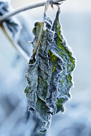 Hoar Frost Leaf, natureの写真素材
