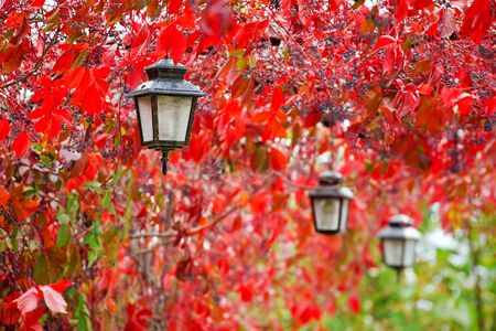 City lamp in autumn red leavesの写真素材