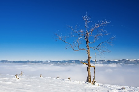 Tree on a hill, mountain landscapeの写真素材