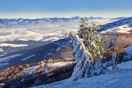Pines covered with on a mountain hill, winter landscapeの写真素材