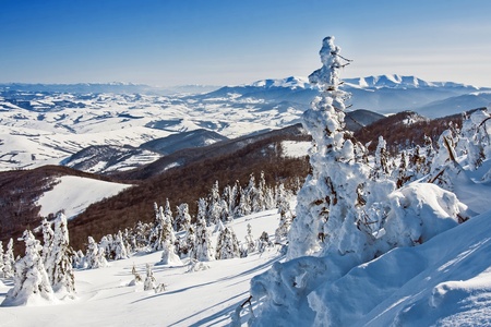 Pines covered with snow on a mountain hill, winter landscapeの写真素材