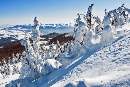 Pines covered with snow on a mountain hill, winter landscapeの写真素材