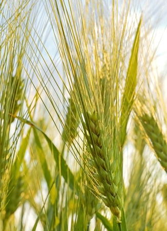 Wheat farming, outdoor shot
の写真素材