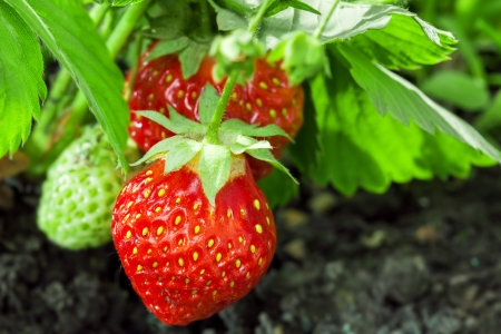 Strawberry plant, outdoor shotの写真素材