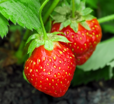 Strawberry plant, outdoor shotの写真素材