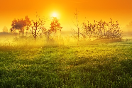 Landscape, dawn in a fieldの写真素材