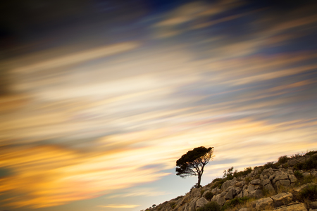 Tree on hill, moving sky on backgroundの写真素材
