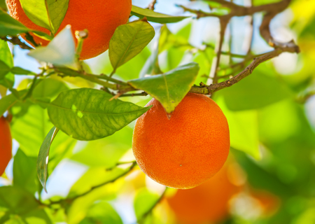 Orange on tree, ripe fruitsの写真素材