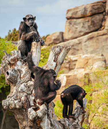 Monkeys on tree, chimpanzee in wildの写真素材