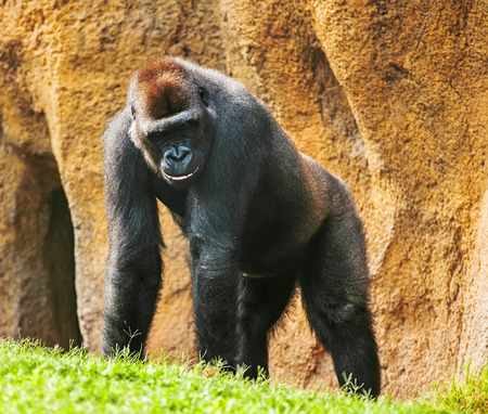 Gorilla monkey in wildの写真素材