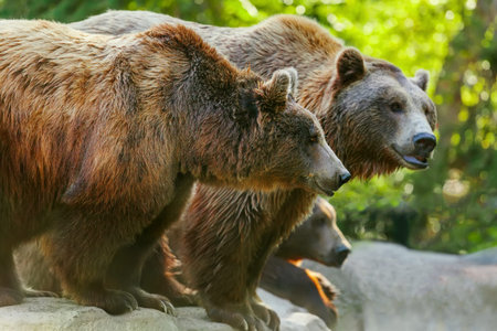 Grizzly brown bear with another bears, in profile, sideviewの写真素材