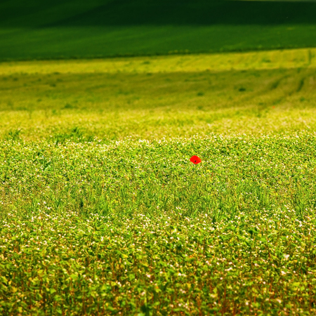 Lonely poppy in a field. Beautiful summer landscape with no horizon.の写真素材