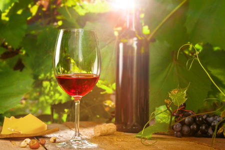 Glass of vintage red wine on a table, grapevine on background. Outdoor shot.の写真素材