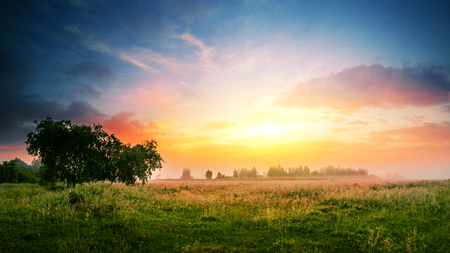 Sunset above a field with a single tree and a forest on a background.の写真素材