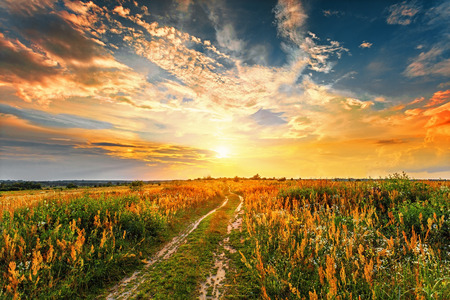 Summer sunset landscape with a dirt road through a field.の写真素材