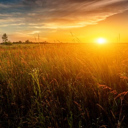 Landscape with a plain wild grass field and sunset sky above.の写真素材