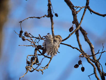 Siskin. Spinus spinus. Carduelis spinus.の写真素材