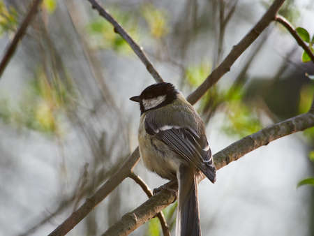Great tit Parus majorの写真素材