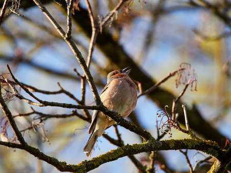 chaffinch. Fringilla coelebs.の写真素材