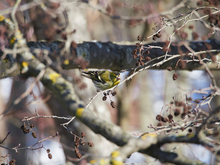 Siskin. Spinus spinus. Carduelis spinus.