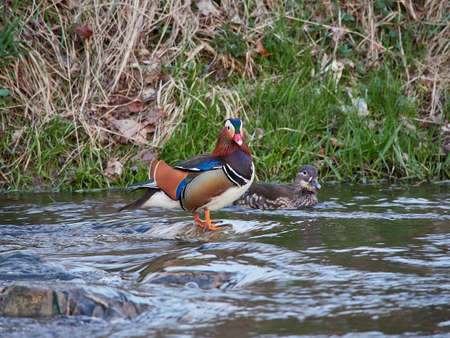 Mandarin duck, male and female. Aix galericulataの写真素材
