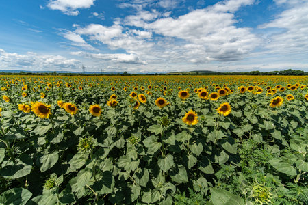 Field of sunflowers on a background of blue sky with cloudsの写真素材