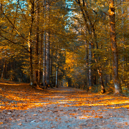 Autumnal forest with bright yellow leaves on the ground and pathの写真素材