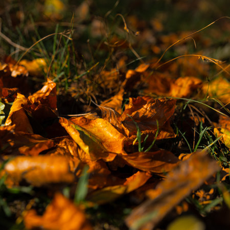 Falling leaves on the ground in the autumn forest. Selective focus.の写真素材